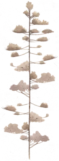 Basa Basa Mercedes Costal