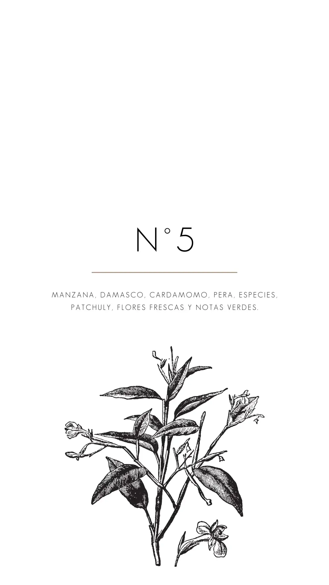 Fragrances Mercedes Costal