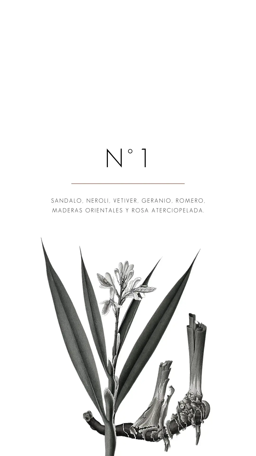 Fragrances Mercedes Costal