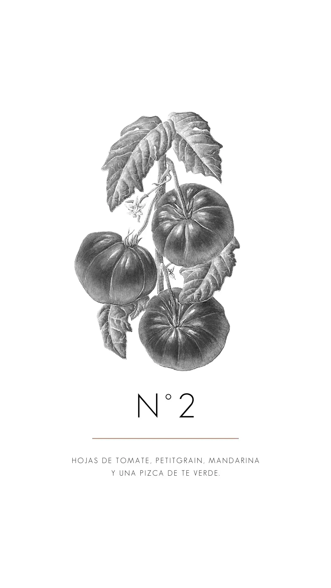 Fragrances Mercedes Costal