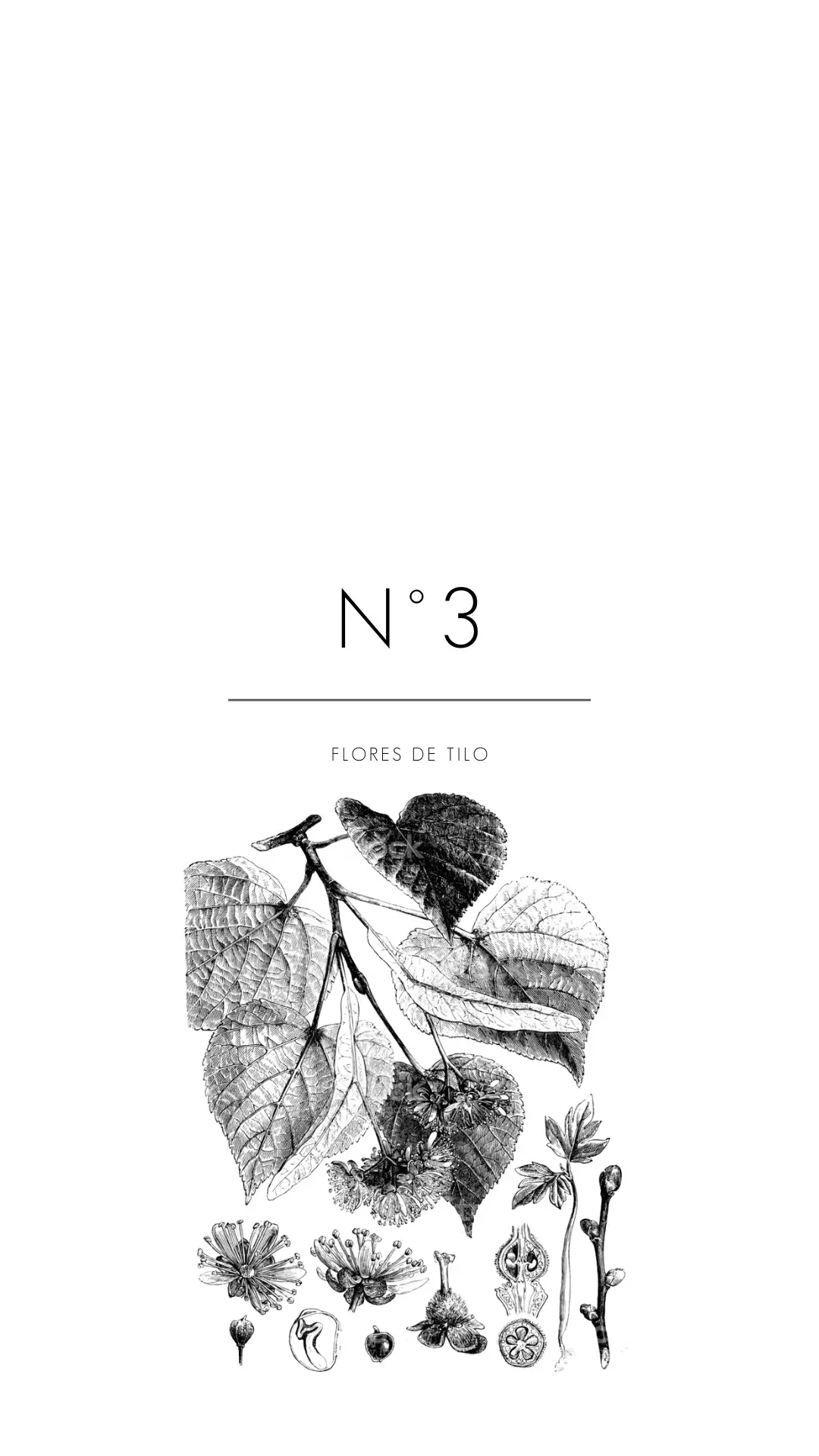 Fragrances Mercedes Costal