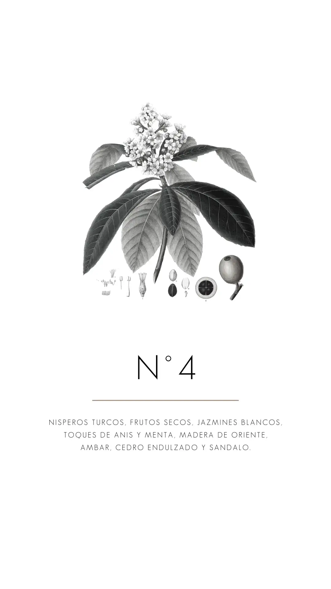 Fragrances Mercedes Costal