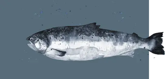 Manantiales Pop Up Mercedes Costal