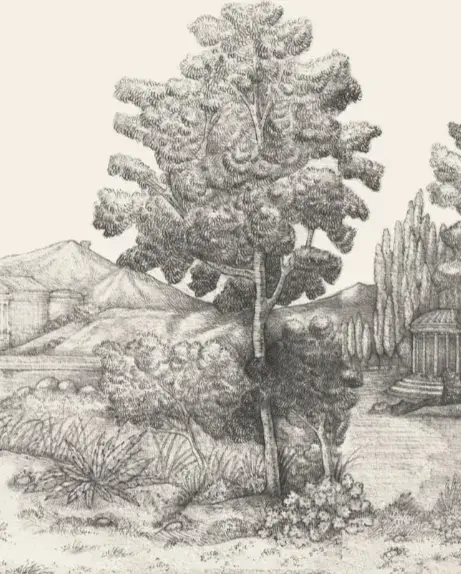 Vivero Mercedes Costal